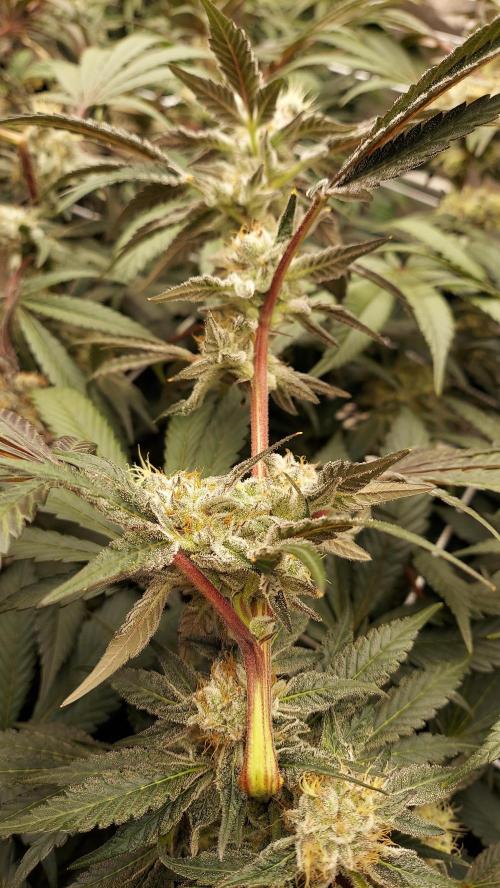 The Garden 2026-2-MSNL Pineapple Express. Week 14