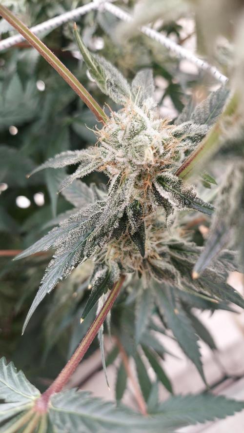 The Garden 2026-2-MSNL Pineapple Express. Week 14