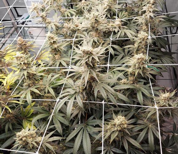 The Garden 2026-2-MSNL Pineapple Express. Week 14