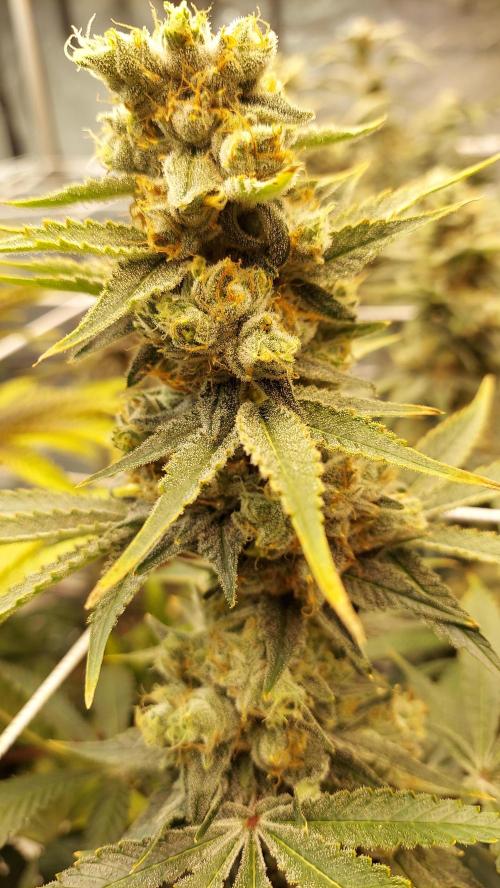 Pineapple Express. Week 14
