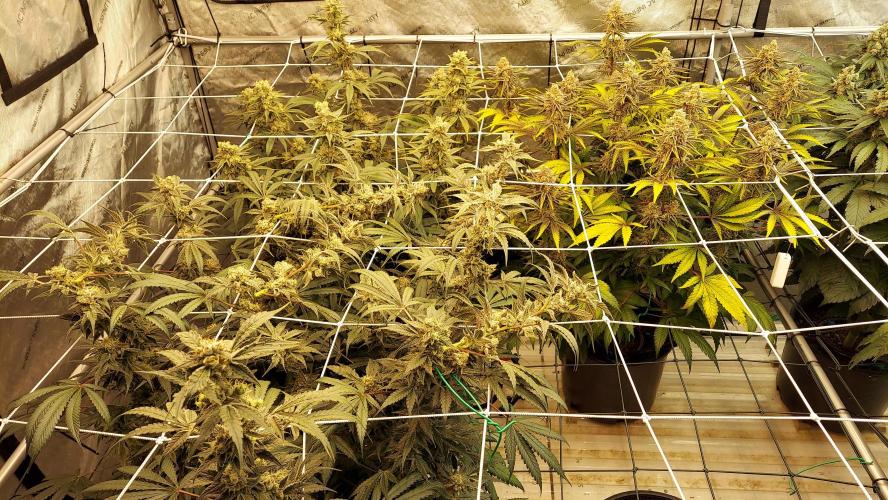 The Garden 2026-2- HSC Vanilla Creme Pie. Week 14