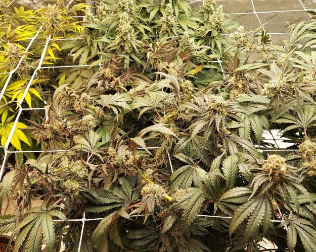 The Garden 2026-2- HSC Vanilla Creme Pie. Week 14