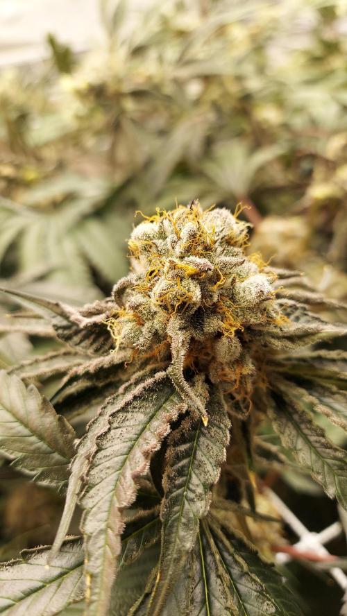 The Garden 2026-2- HSC Vanilla Creme Pie. Week 14