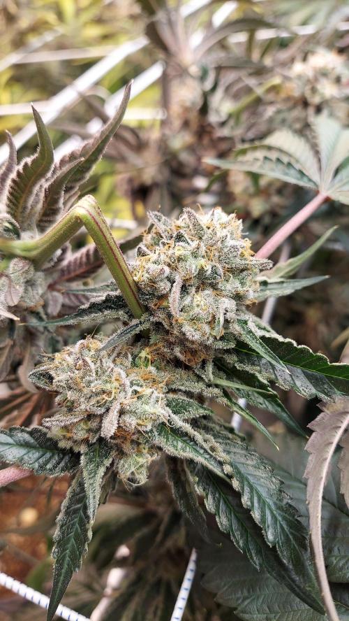 The Garden 2026-2- HSC Vanilla Creme Pie. Week 14