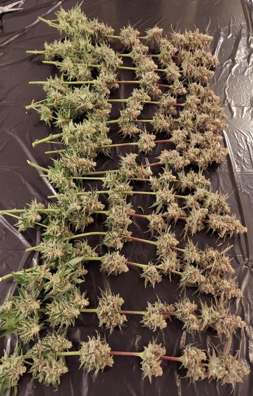 The Garden 2026-2 - MSNL Blue Cookies. Week 15 - BC2