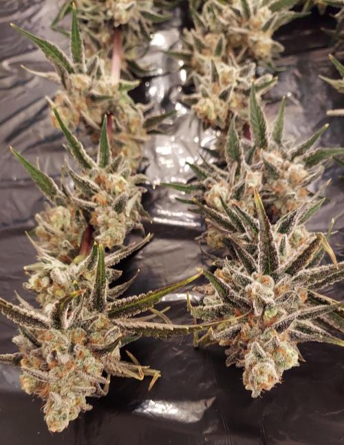 The Garden 2026-2 - MSNL Blue Cookies. Week 15 - BC2