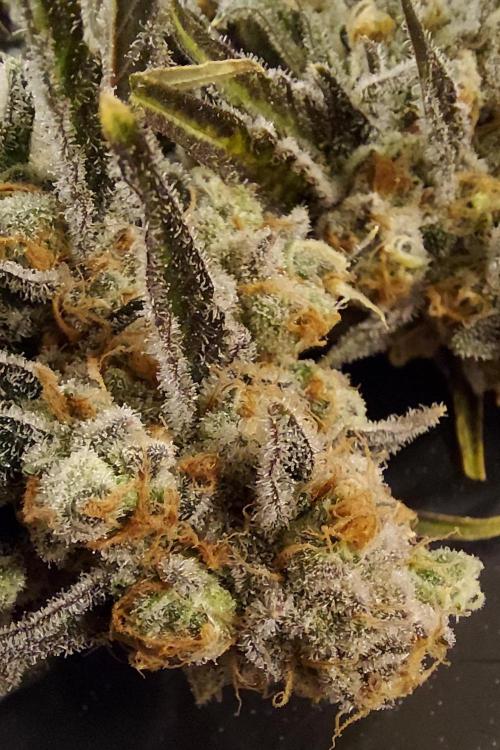 The Garden 2026-2 - MSNL Blue Cookies. Week 15 - BC2