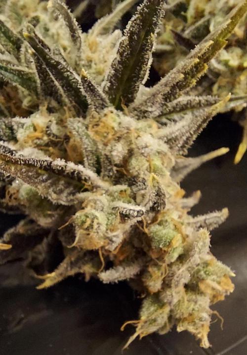 The Garden 2026-2 - MSNL Blue Cookies. Week 15 - BC2