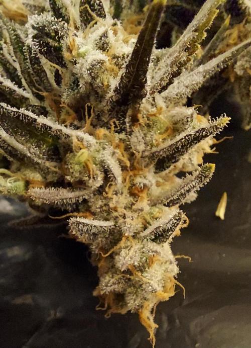 The Garden 2026-2 - MSNL Blue Cookies. Week 15 - BC2
