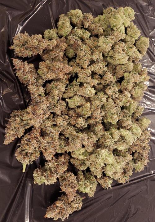 The Garden 2026-2 - MSNL Blue Cookies. Week 15 - BC2