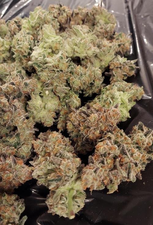 The Garden 2026-2 - MSNL Blue Cookies. Week 15 - BC2