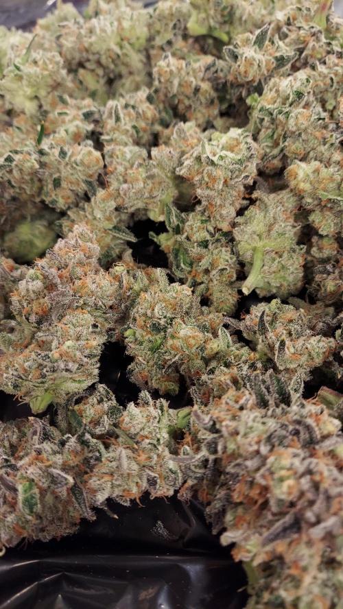 The Garden 2026-2 - MSNL Blue Cookies. Week 15 - BC2