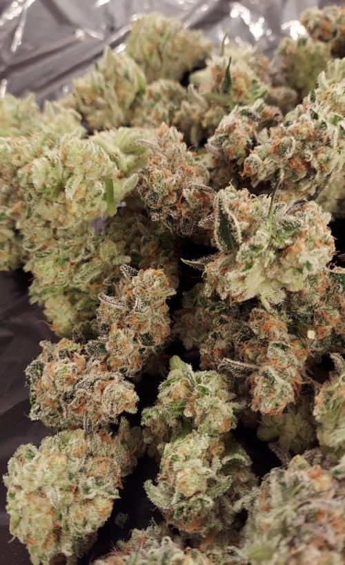 The Garden 2026-2 - MSNL Blue Cookies. Week 15 - BC2