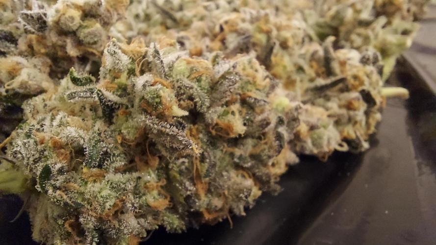The Garden 2026-2 - MSNL Blue Cookies. Week 15 - BC2