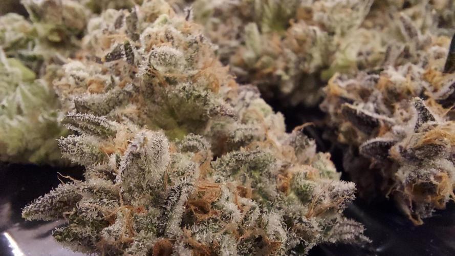 The Garden 2026-2 - MSNL Blue Cookies. Week 15 - BC2