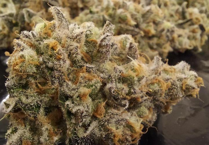 The Garden 2026-2 - MSNL Blue Cookies. Week 15 - BC2