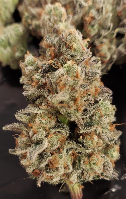The Garden 2026-2 - MSNL Blue Cookies. Week 15 - BC2