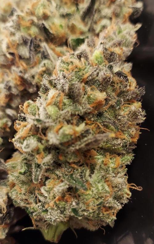 Blue Cookies. Week 15