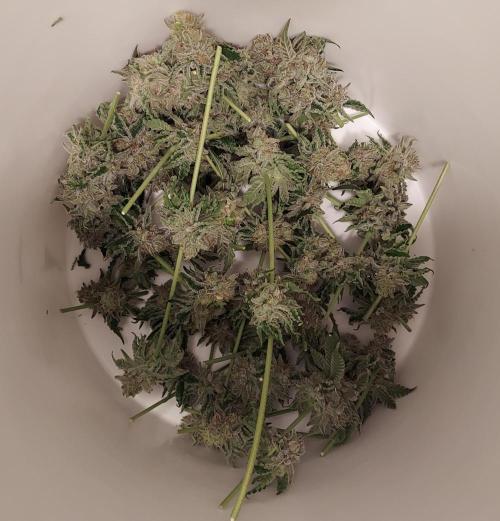 The Garden 2026-2- HSC Vanilla Creme Pie. Week 14 - VC1 larf