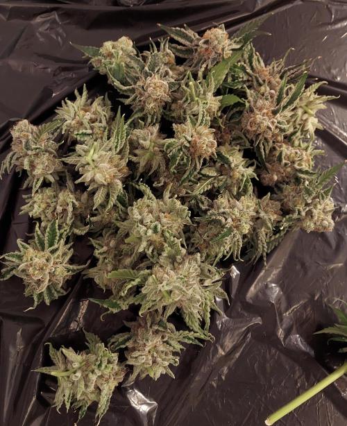 The Garden 2026-2- HSC Vanilla Creme Pie. Week 14 - VC1 tops of lower larf axilla that are 'good enough'