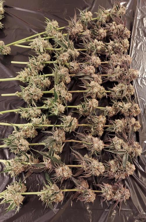 The Garden 2026-2- HSC Vanilla Creme Pie. Week 14 - Top portion of primary colas