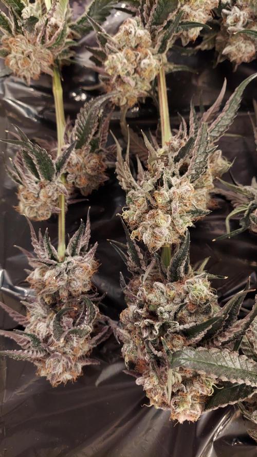 The Garden 2026-2- HSC Vanilla Creme Pie. Week 14 - VC1