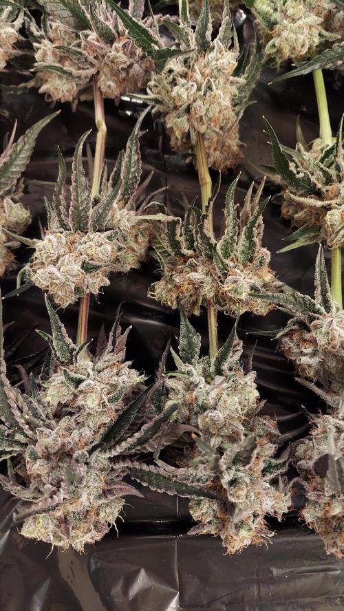 The Garden 2026-2- HSC Vanilla Creme Pie. Week 14 - VC1
