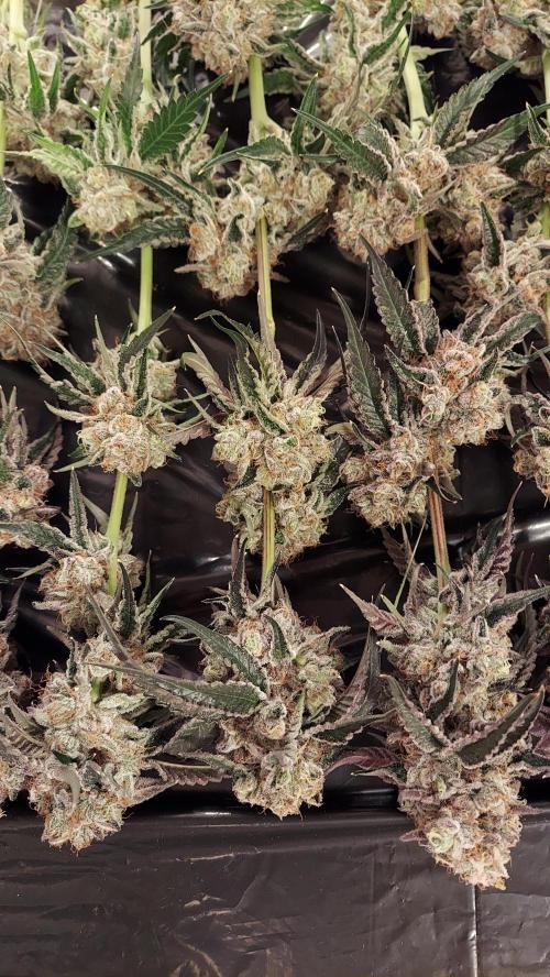 The Garden 2026-2- HSC Vanilla Creme Pie. Week 14 - VC1