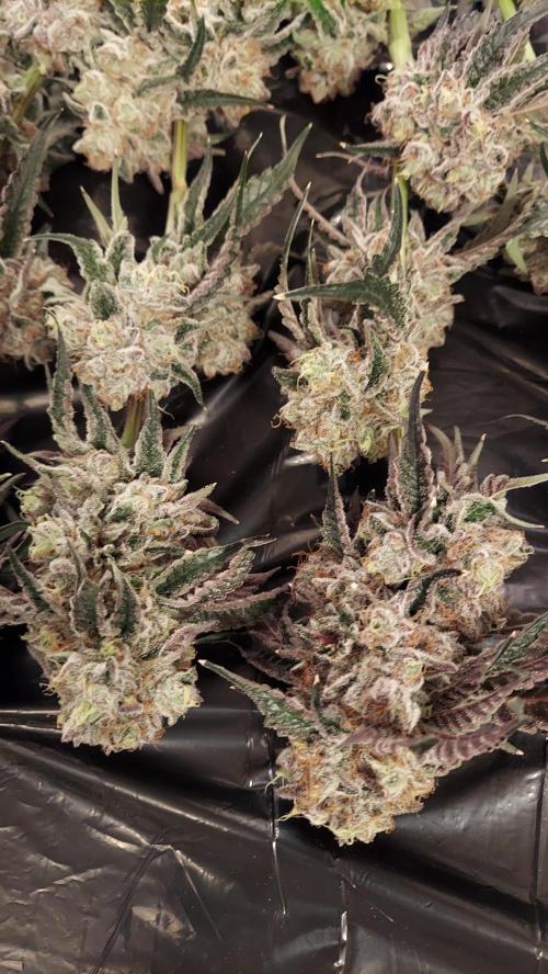 The Garden 2026-2- HSC Vanilla Creme Pie. Week 14 - VC1