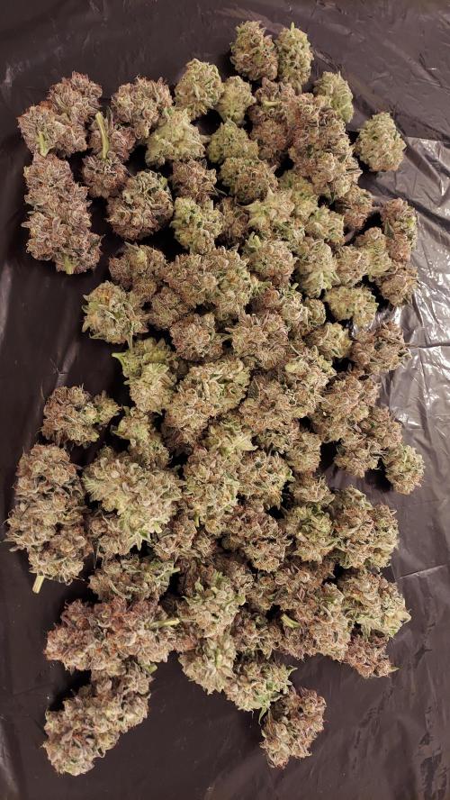 The Garden 2026-2- HSC Vanilla Creme Pie. Week 14 - VC1