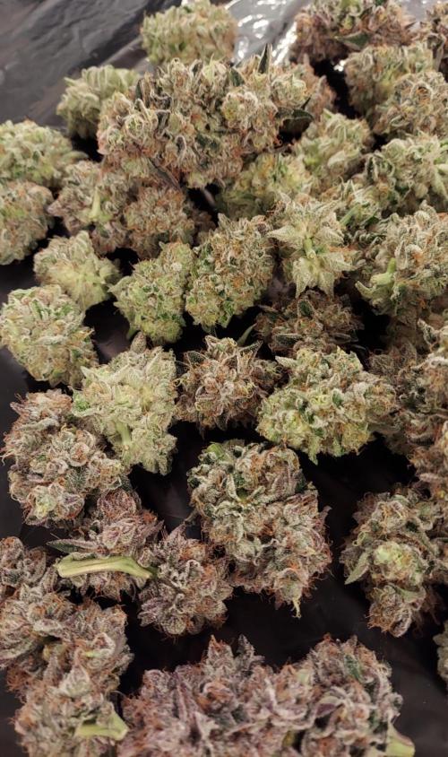 The Garden 2026-2- HSC Vanilla Creme Pie. Week 14 - VC1