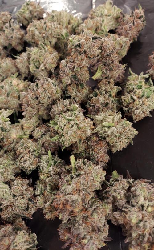 The Garden 2026-2- HSC Vanilla Creme Pie. Week 14 - VC1