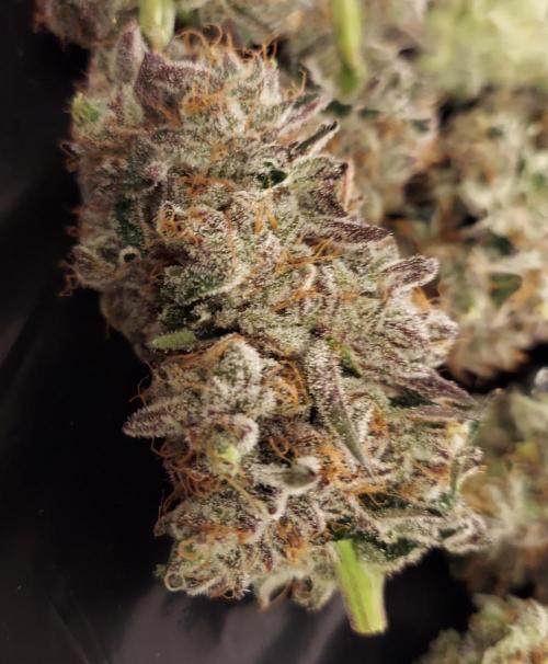 The Garden 2026-2- HSC Vanilla Creme Pie. Week 14 - VC1
