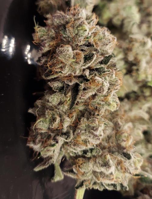 The Garden 2026-2- HSC Vanilla Creme Pie. Week 14 - VC1