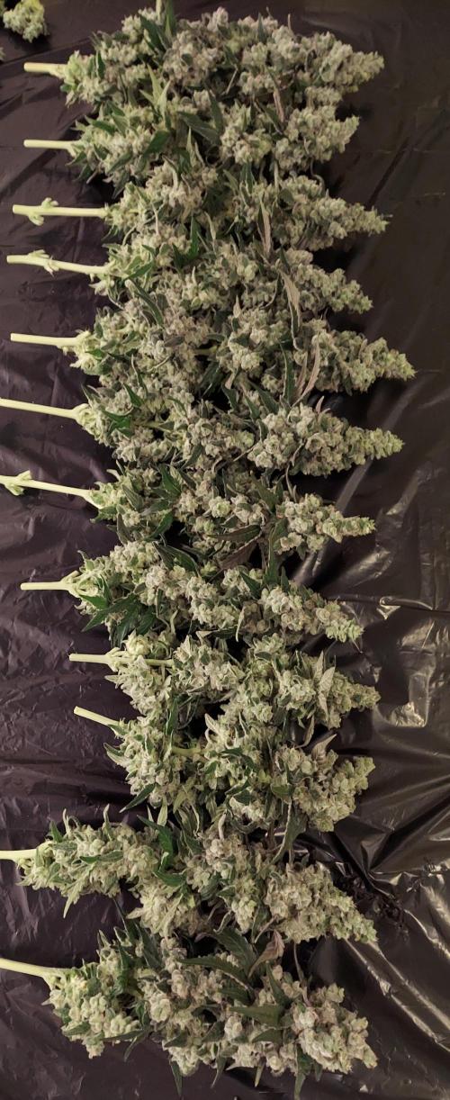 The Garden 2026-2 - MSNL Blue Cookies. Week 15 - BC3