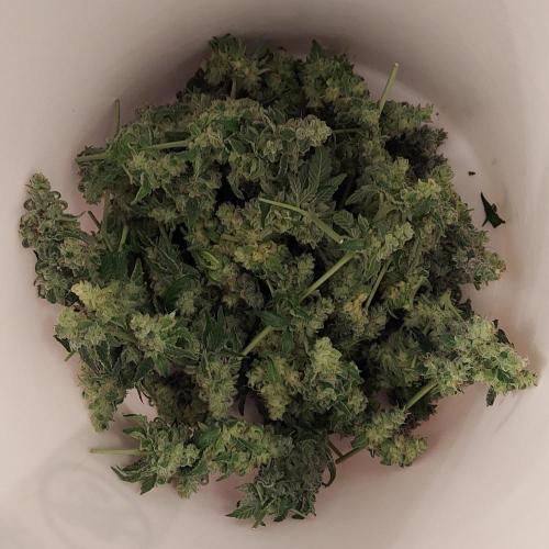 The Garden 2026-2 - MSNL Blue Cookies. Week 15 - BC3 lowers