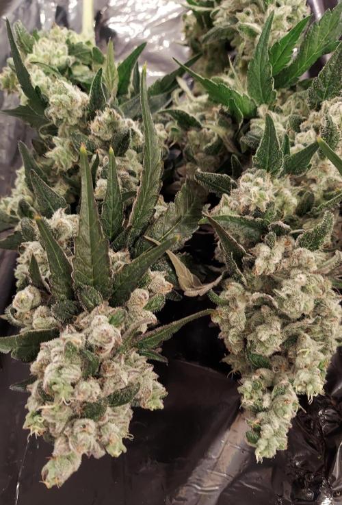 The Garden 2026-2 - MSNL Blue Cookies. Week 15 - BC3