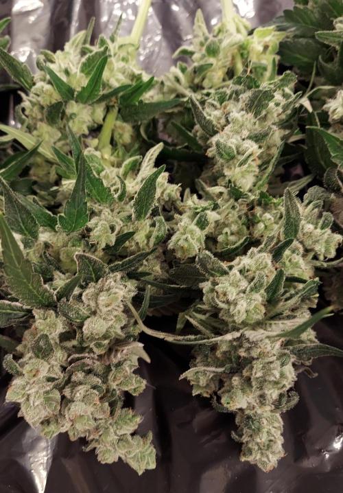 The Garden 2026-2 - MSNL Blue Cookies. Week 15 - BC3