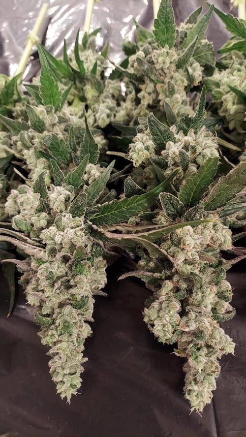 The Garden 2026-2 - MSNL Blue Cookies. Week 15 - BC3