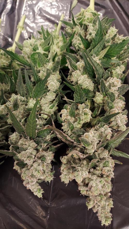 The Garden 2026-2 - MSNL Blue Cookies. Week 15 - BC3