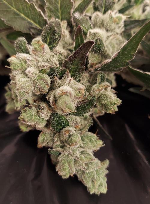 The Garden 2026-2 - MSNL Blue Cookies. Week 15 - BC3