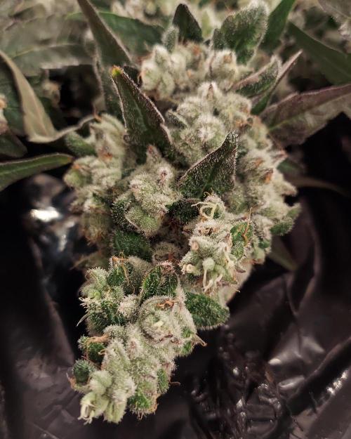 The Garden 2026-2 - MSNL Blue Cookies. Week 15 - BC3