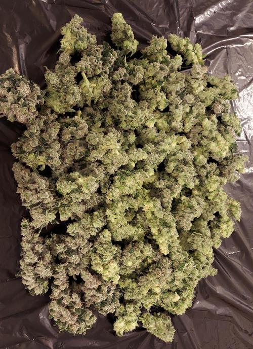 The Garden 2026-2 - MSNL Blue Cookies. Week 15 - BC3