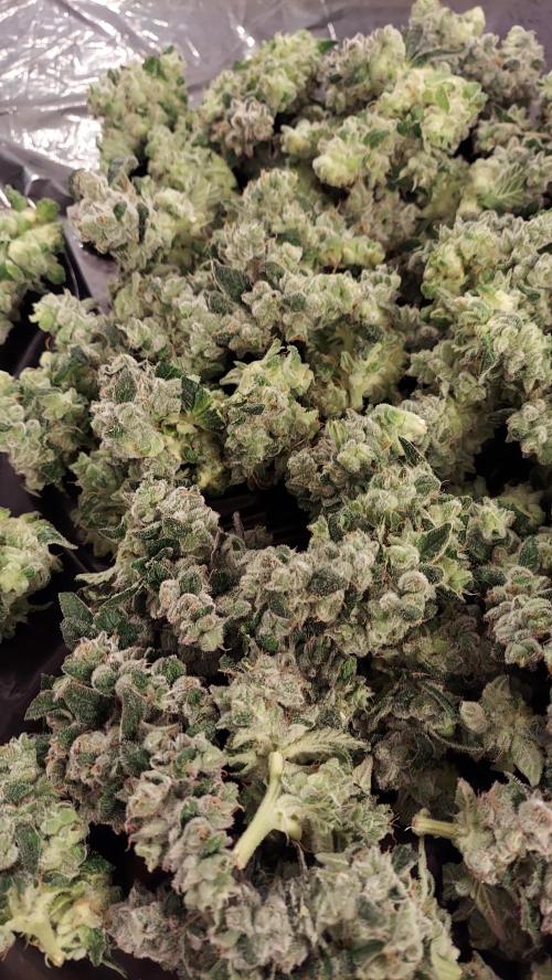 The Garden 2026-2 - MSNL Blue Cookies. Week 15 - BC3