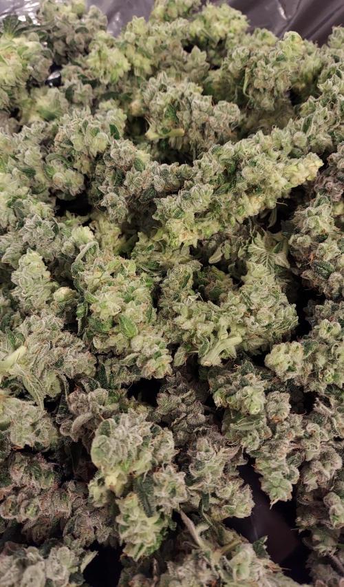 The Garden 2026-2 - MSNL Blue Cookies. Week 15 - BC3