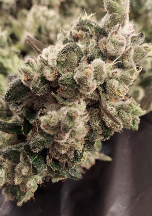 The Garden 2026-2 - MSNL Blue Cookies. Week 15 - BC3