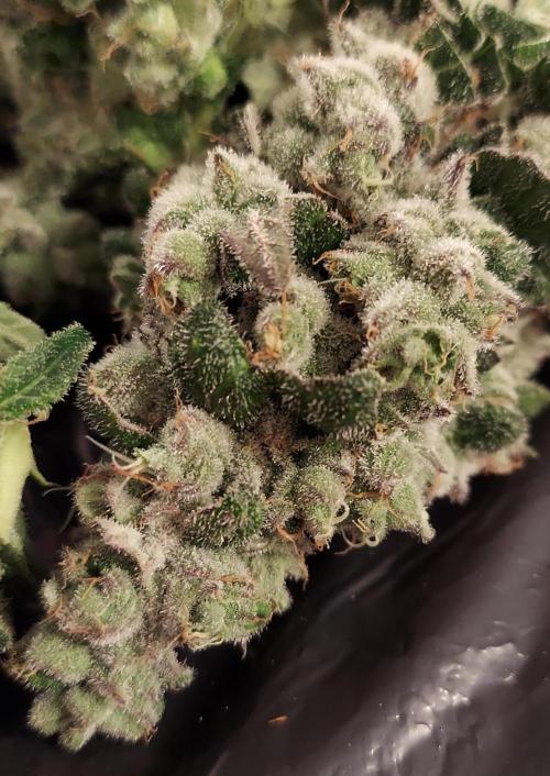 The Garden 2026-2 - MSNL Blue Cookies. Week 15 - BC3