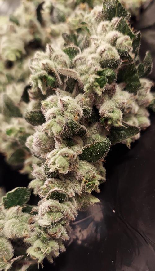 The Garden 2026-2 - MSNL Blue Cookies. Week 15 - BC3