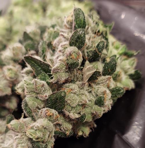 Blue Cookies. Week 15