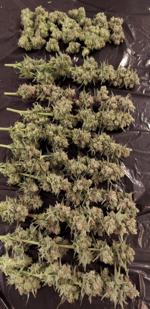 The Garden 2026-2-MSNL Pineapple Express. Week 15 - PE3 - stripped of lower axilla